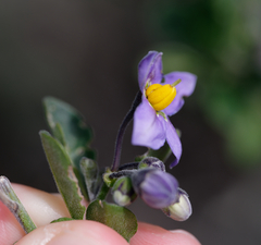 Solanum umbelliferum