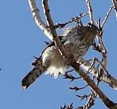 Accipiter cooperii