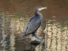 Phalacrocorax carbo