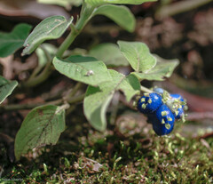 Coccocypselum lanceolatum