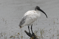 Threskiornis melanocephalus