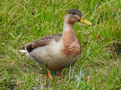 Anas platyrhynchos × zonorhyncha