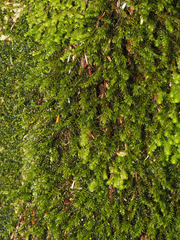 Racomitrium heterostichum