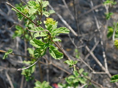 Lantana balansae