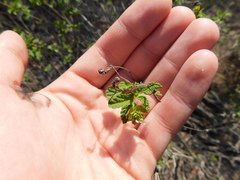 Lantana balansae