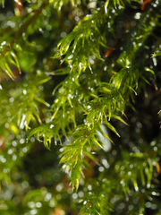 Racomitrium heterostichum