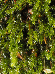 Racomitrium heterostichum