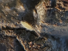 Entomobrya
