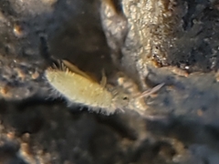 Entomobrya