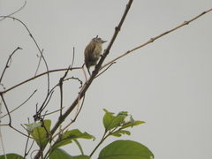 Picumnus exilis pernambucensis