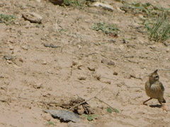 Coryphistera alaudina