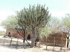 Cereus forbesii