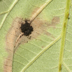 Phragmidium violaceum