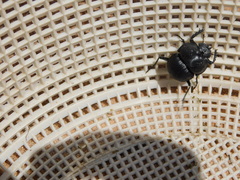 Glyphoderus