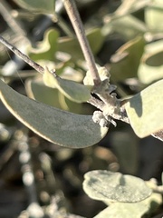 Simmondsia chinensis
