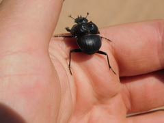 Glyphoderus