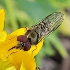 Platycheirus trichopus
