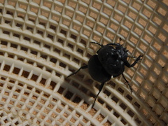 Glyphoderus