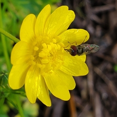 Platycheirus trichopus