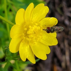 Platycheirus trichopus