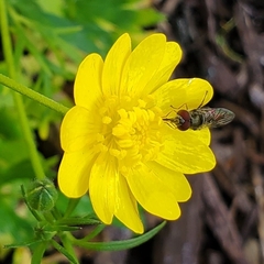 Platycheirus trichopus