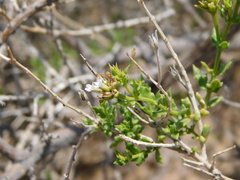 Lippia salsa
