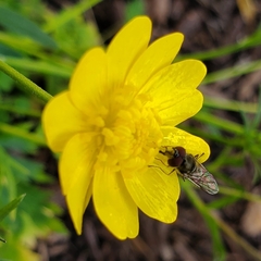 Platycheirus trichopus