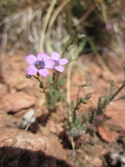 Saltugilia latimeri