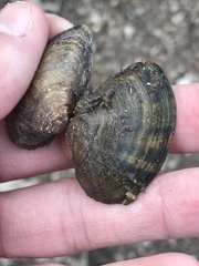 Truncilla donaciformis