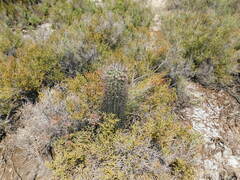 Echinopsis leucantha