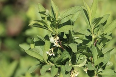 Oemleria cerasiformis