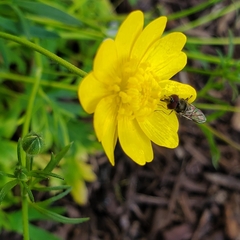 Platycheirus trichopus