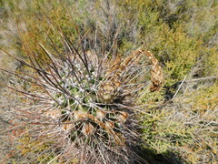 Echinopsis leucantha
