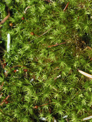 Bartramia pomiformis