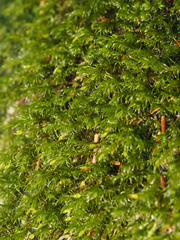 Racomitrium heterostichum