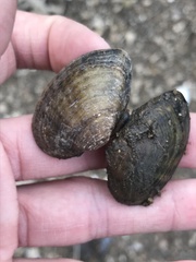 Truncilla donaciformis