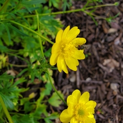 Platycheirus trichopus