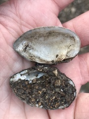 Truncilla donaciformis