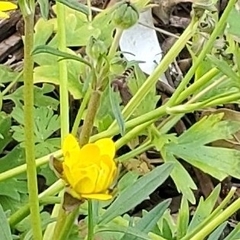 Platycheirus trichopus