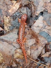 Pseudotriton ruber ruber