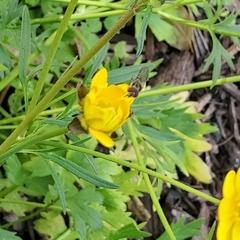 Platycheirus trichopus