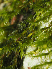 Racomitrium heterostichum