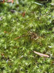 Bartramia pomiformis