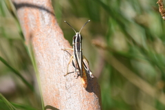 Macrotona