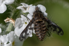 Conophorus fenestratus