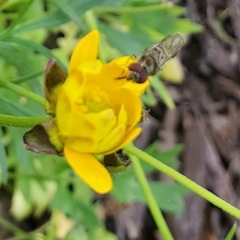 Platycheirus trichopus