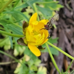 Platycheirus trichopus