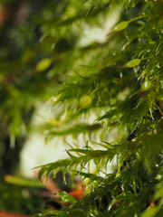 Racomitrium heterostichum