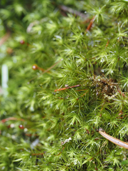 Bartramia pomiformis