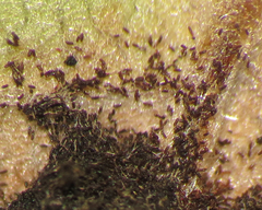 Phragmidium violaceum